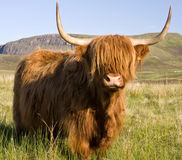 scottish-highland-cow-5371276